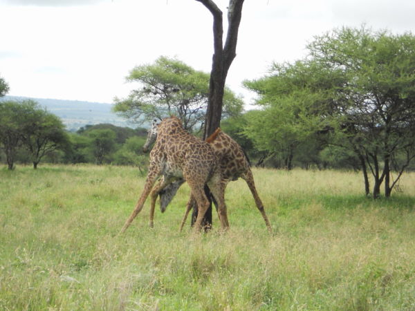 Giraffes fighting in Tarangire National Park