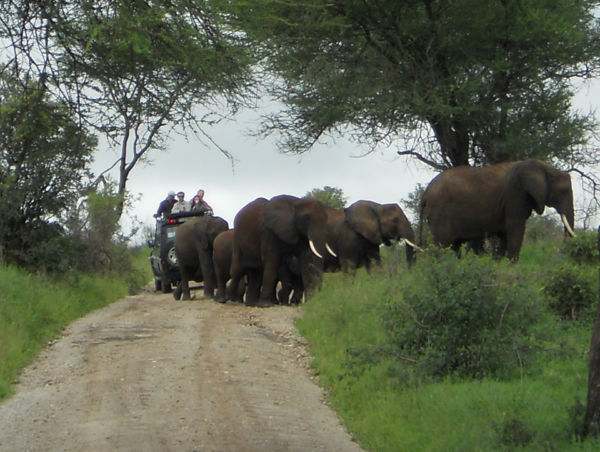 Elephants can get quite close!