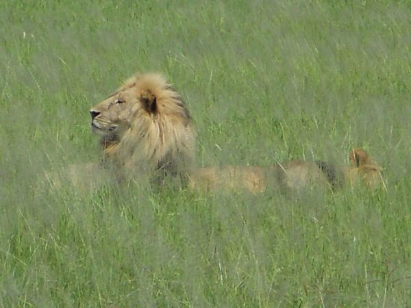 A handsome lion in Tarangire National Park