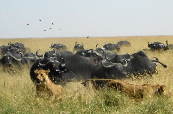 the lions are quick to get out of the way of the charging buffalo herd but don't want to give up their prey