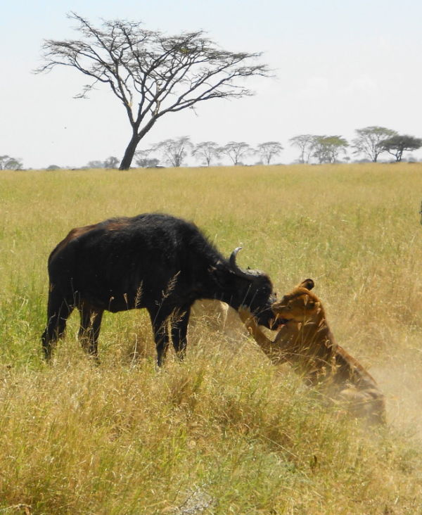 The lioness is trying to smother the buf by cutting off its ability to breathe