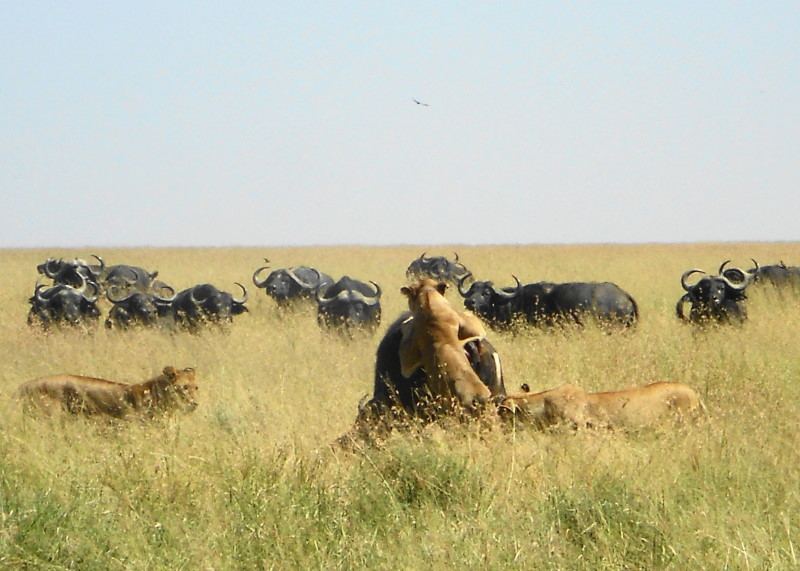 After stalking up to the buffalo undetected the lions pounce