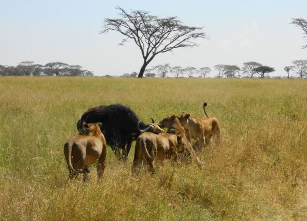 The dazed but not obviously wounded buffalo walks right over to the lions instead of taking refuge in the herd