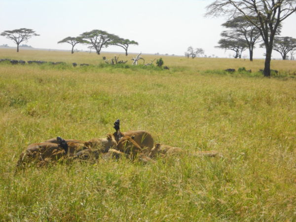 The end of the story was marked by gory crunching sounds while the buffalo still struggled but it was effectively the end of the buffalo.