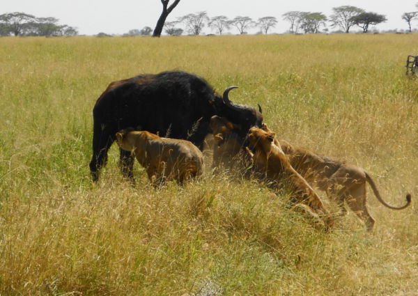 The lions attack again in earnest and this time the buffalo herd give up and stay back