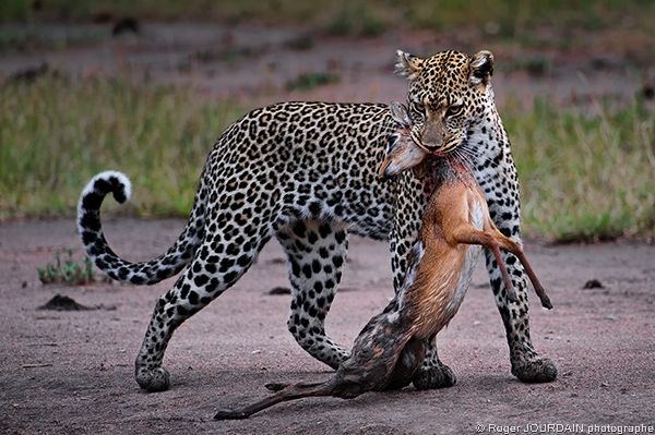 LEOPARD AND DIKDIK No1