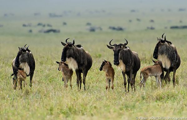 WILDEBEEST AND BABIES