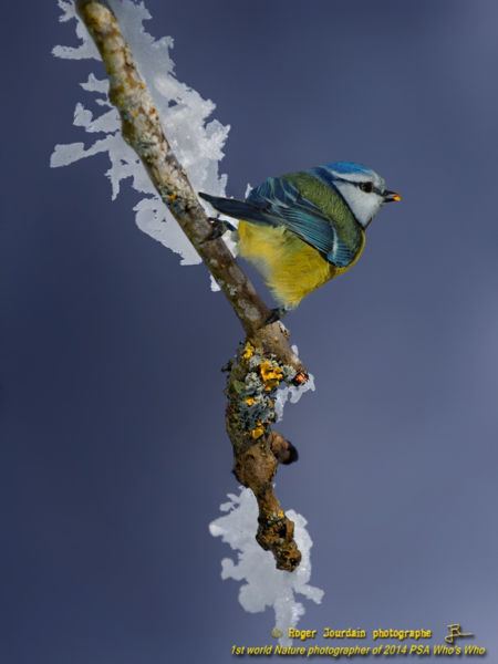 BLUE TIT AND ICE