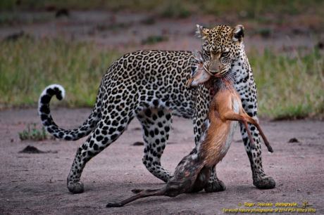 LEOPARD AND DIKDIK No1_ND