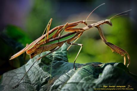 PRAYING MANTIS MATING SRI LANKA