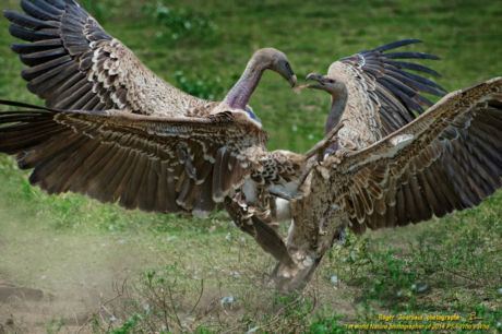 RUPPELL VULTURES FIGHTING_ND