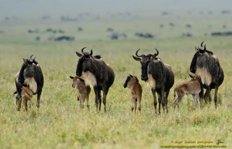 WILDEBEEST AND BABIES_ND