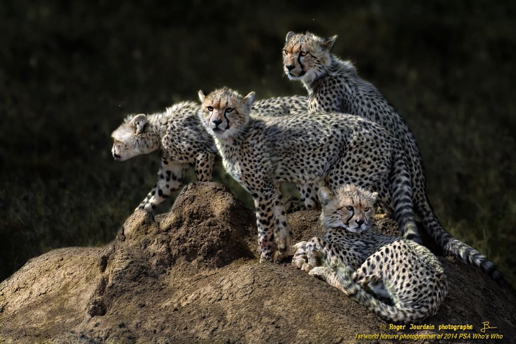 Young Cheetahs Serengeti ND