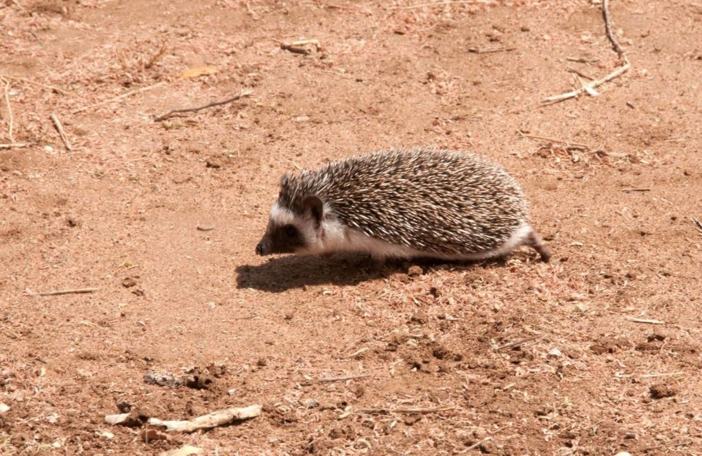 hedgehog