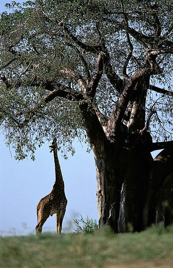 A Tarangire giraffe