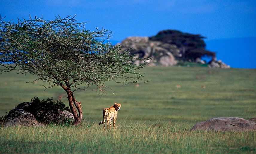 A cheetah in the Serengeti plains