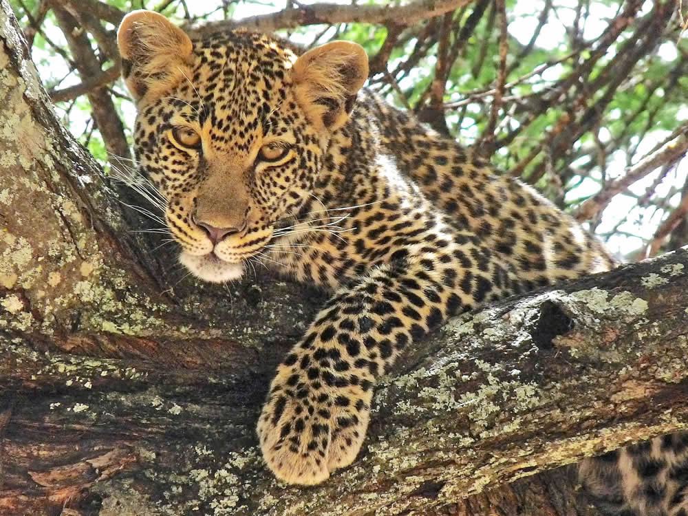 A posing leopard