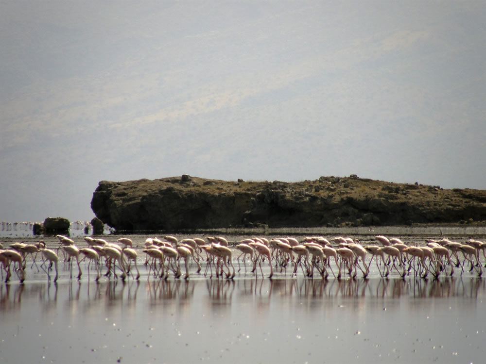Lake Natrons lesser flamingoes