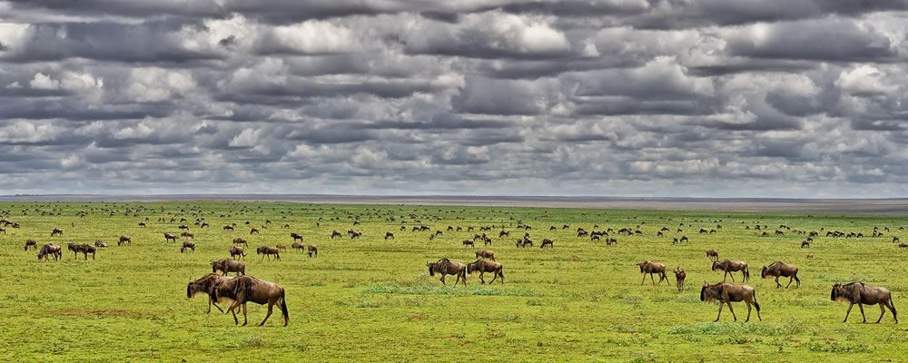 Serengetis short grass plains by R. JOURDAIN
