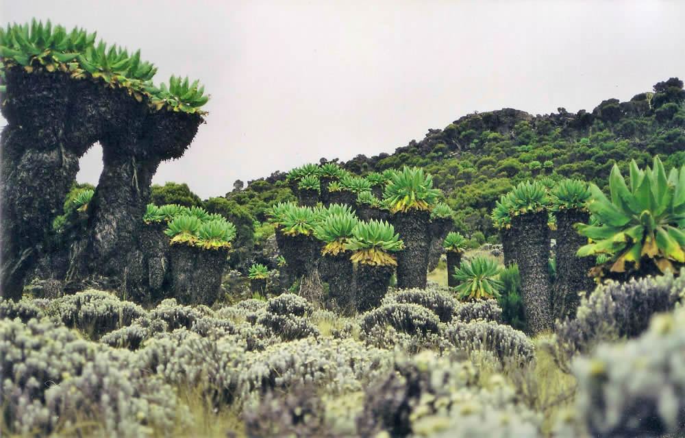 The bizarre plant forms of the moorland zone here on the Umbwe Route