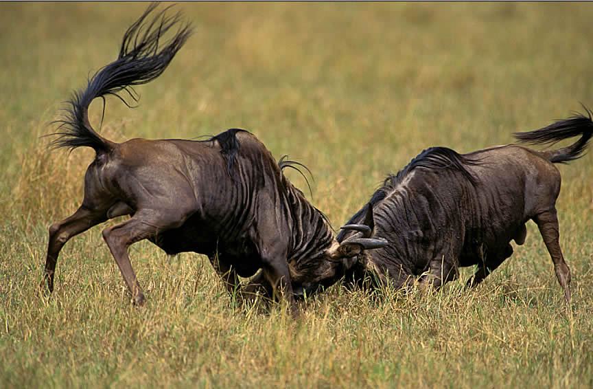 Wildebeest males fighting for mating rights
