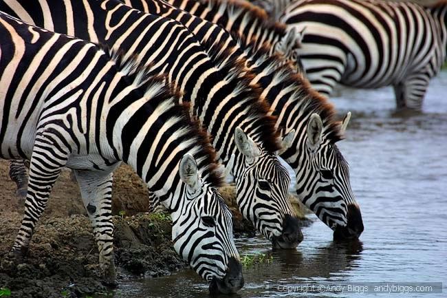 Zebras drinking