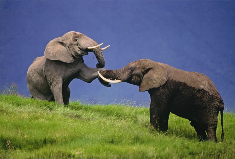 elephant dominance games in Ngorongoro Crater by R JOURDAIN