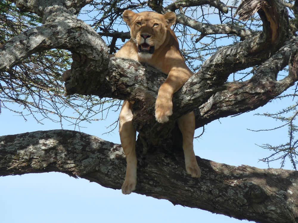 lions do climb trees even in Tarangire