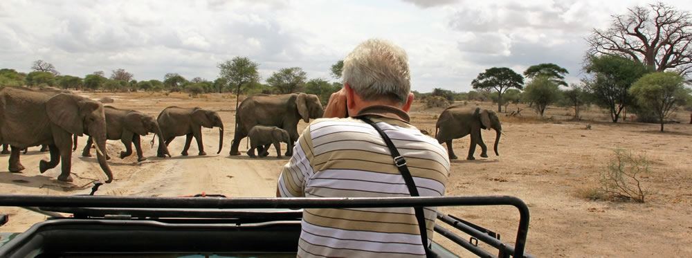 make way for elephants