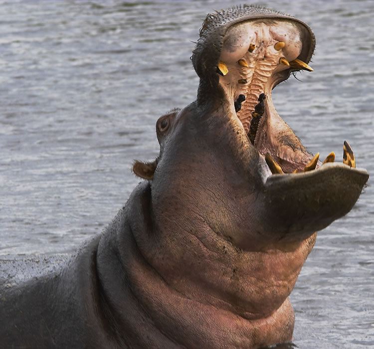 yawning hippo in Serengeti