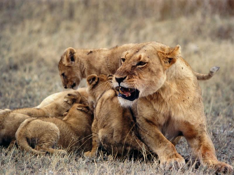 Lion cubs