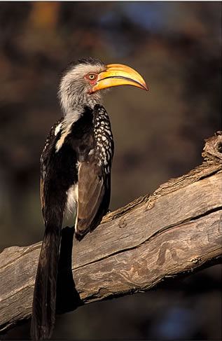 hornbill