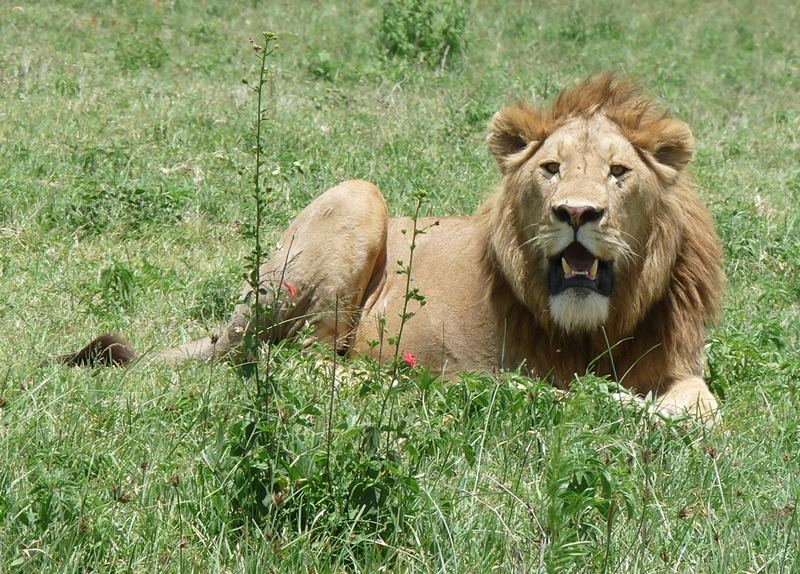 lion in Ngorongoro