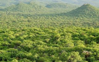 Yaeda Valley carbon sink