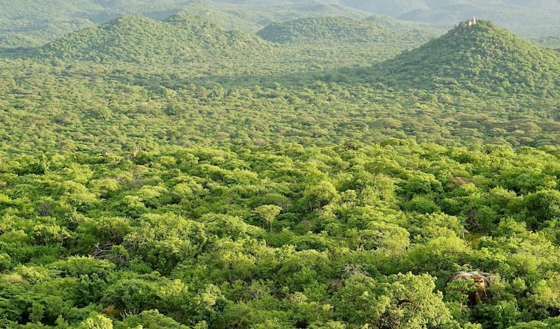 Yaeda Valley carbon sink