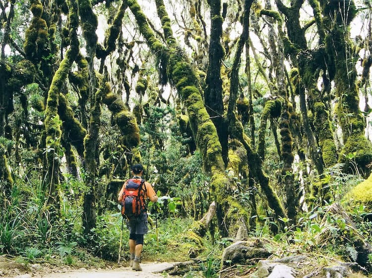 Trekking on Kilimanjaro