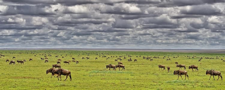Herd of Wildebeest on Serengeti Plain