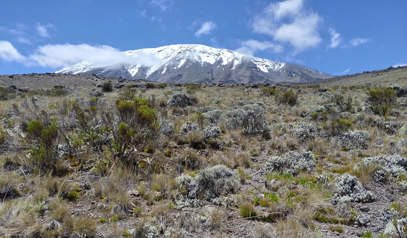 Shrubs on the plateau