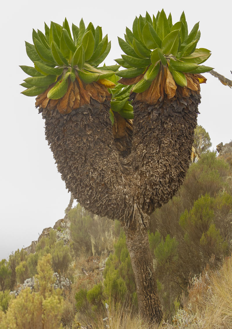 Kilimanjaro Trek Diary – Day 2 8 Giant Senecio Kilimanjari
