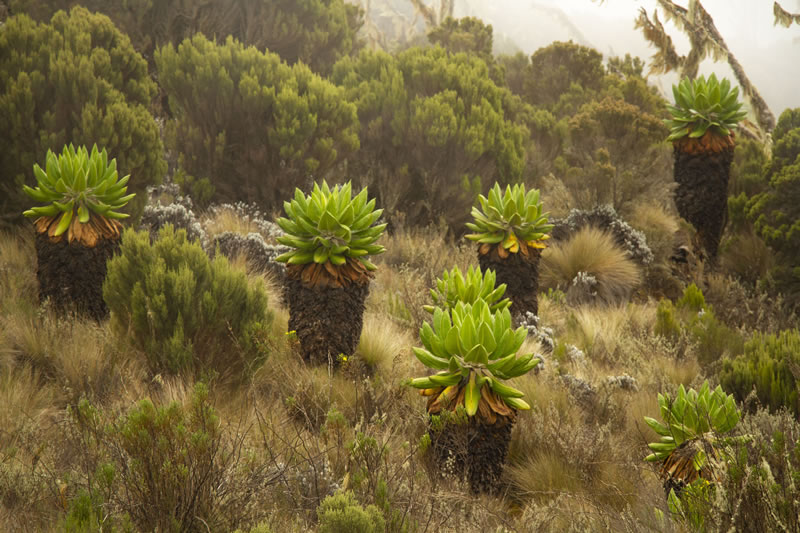 Kilimanjaro Trek Diary – Day 2 1 Giant Senecio kilimanjari