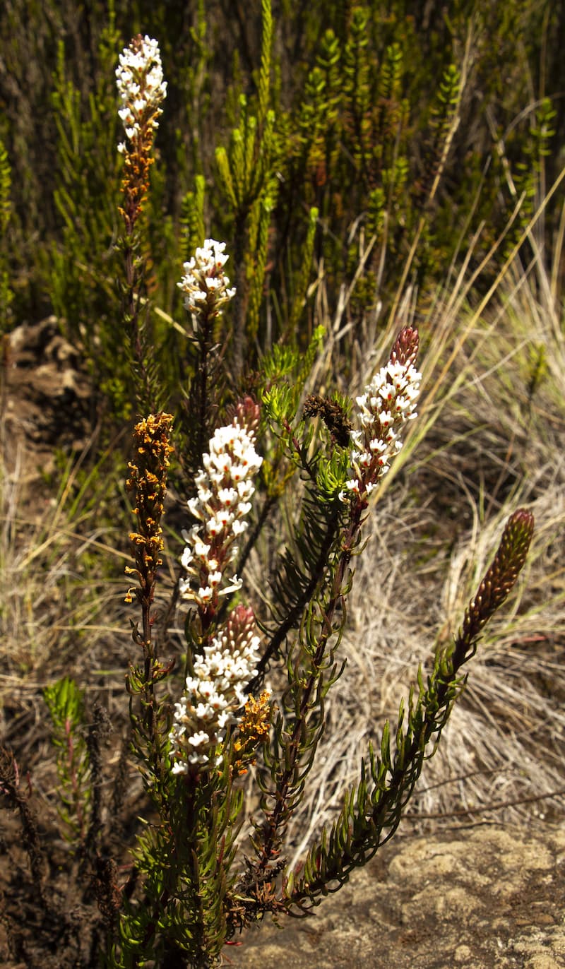 Hebenstretia angolensis Rolfe