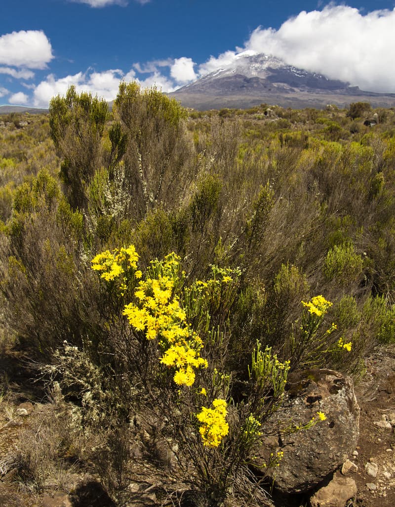 Endemic- Estoebe Kilimanjarica