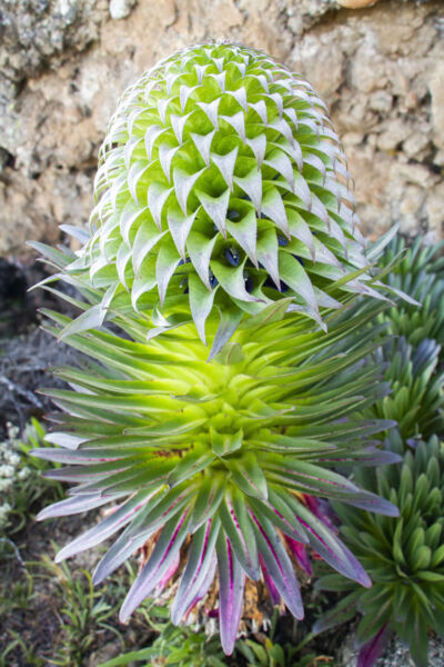 Giant Lobelia dekenii