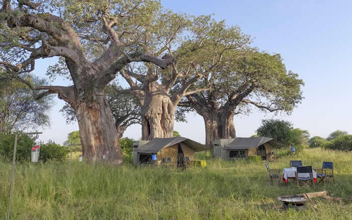 Camping Safaris 1 Sleeping Tent Setup