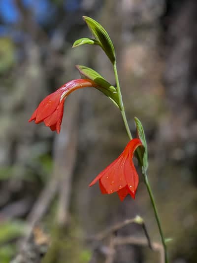 Gladiolus watsonioides