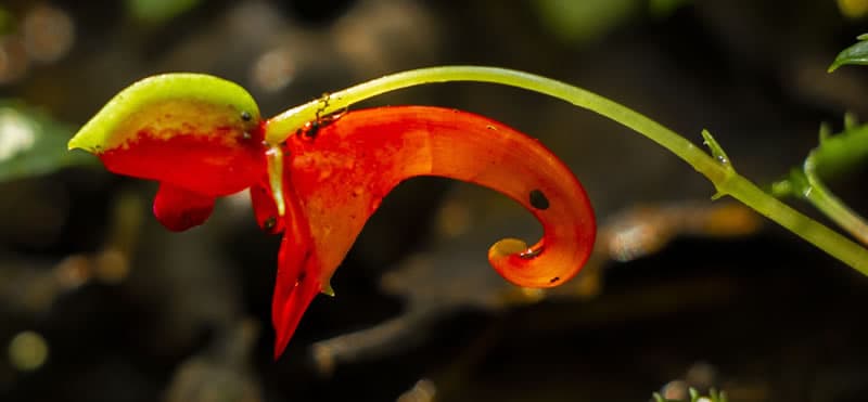 Impatiens Kilimanjaro