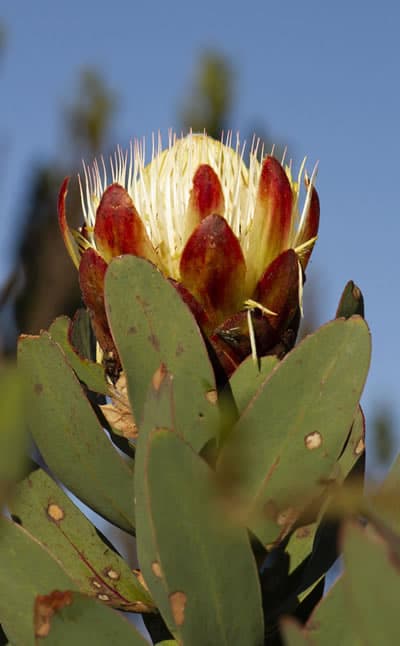 Protea Kilimanjarica