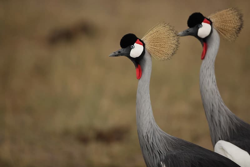 Crested Cranes