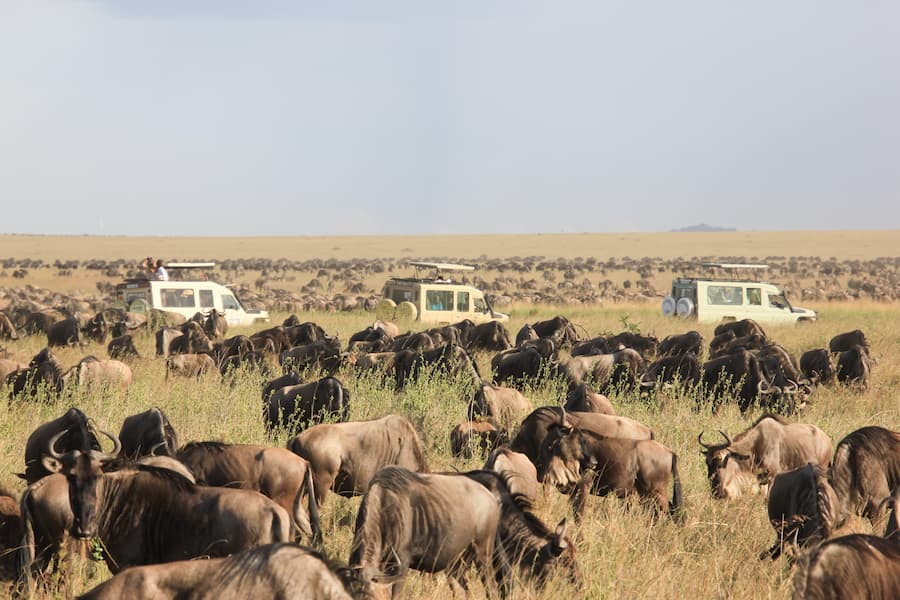 Dawn Safari in Serengeti National Park