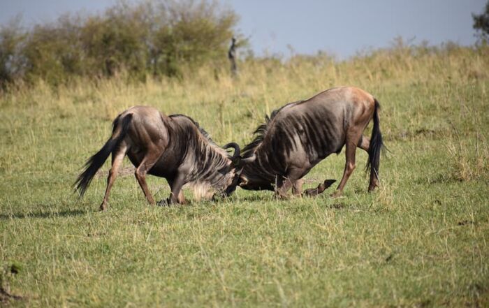 Wildebeest Fighting